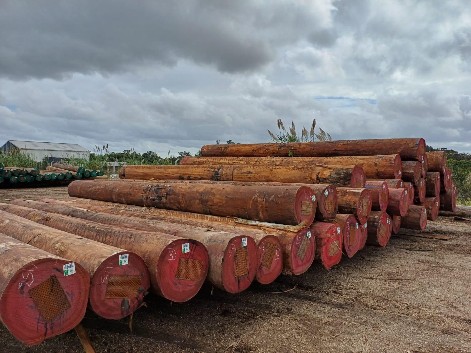 +40 super podado (1)