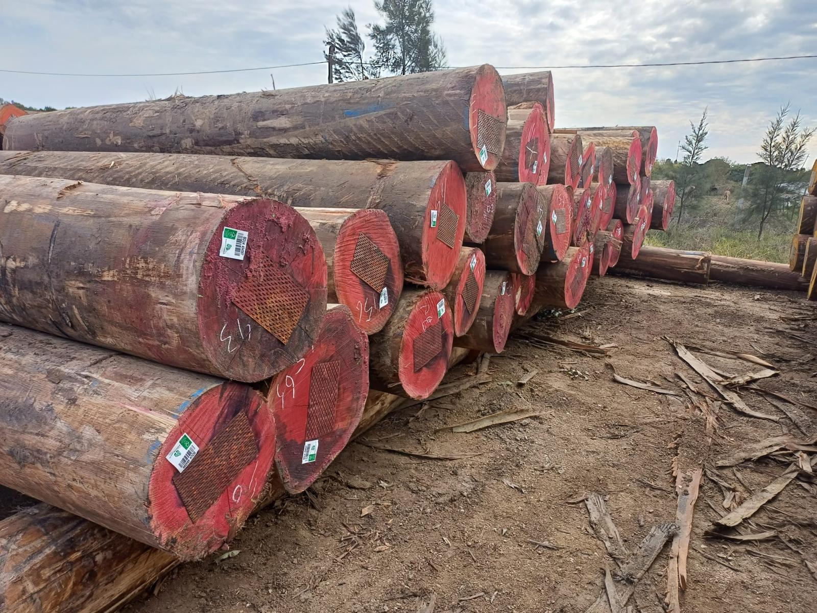 +40 super podado (2)